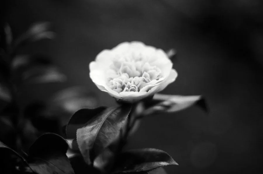 Film Friday Ilford Ortho Plus Film Review with Sample Photos — The